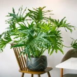 6 dicas para cuidar do Guaimbê-da-Amazônia em ambientes internos 6 dicas para cuidar do Guaimbê-da-Amazônia em ambientes internos