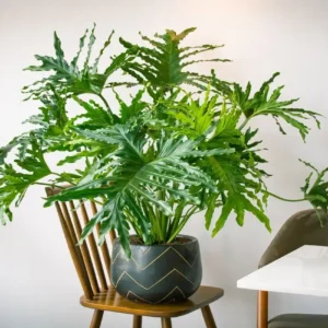 6 dicas para cuidar do Guaimbê-da-Amazônia em ambientes internos 6 dicas para cuidar do Guaimbê-da-Amazônia em ambientes internos