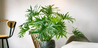 6 dicas para cuidar do Guaimbê-da-Amazônia em ambientes internos