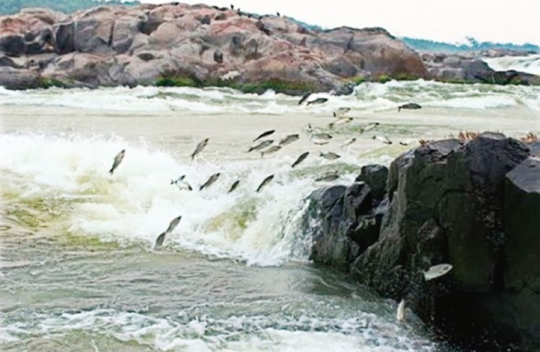 Justiça obriga Belo Monte a manter vazão de água no Xingu para proteger reprodução de peixes 2 653e7b875a996