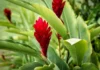 7 benefícios da alpinia purpurata no paisagismo tropical e seu charme exótico 7 benefícios da alpinia purpurata no paisagismo tropical e seu charme exótico