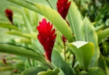 7 benefícios da alpinia purpurata no paisagismo tropical e seu charme exótico 7 benefícios da alpinia purpurata no paisagismo tropical e seu charme exótico