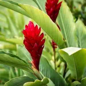 7 benefícios da alpinia purpurata no paisagismo tropical e seu charme exótico 7 benefícios da alpinia purpurata no paisagismo tropical e seu charme exótico