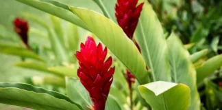 7 benefícios da alpinia purpurata no paisagismo tropical e seu charme exótico