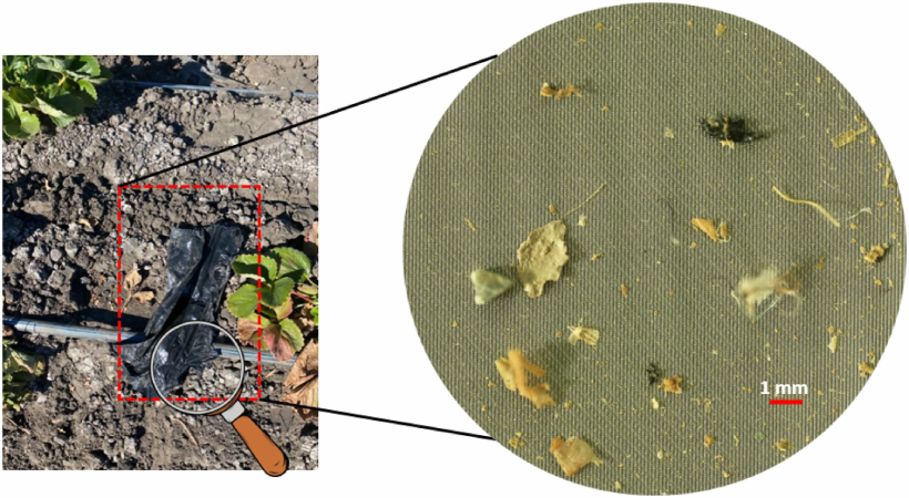 7cb297c5-e153-4bc7-8517-111e15aa617c Microplásticos e a ameaça à segurança alimentar global, um desafio emergente