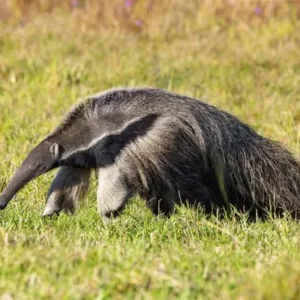 8 curiosidades sobre o tamanduá-bandeira que você não sabia 8 curiosidades sobre o tamanduá-bandeira - Foto by Freepik
