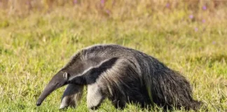 8 curiosidades sobre o tamanduá-bandeira - Foto by Freepik