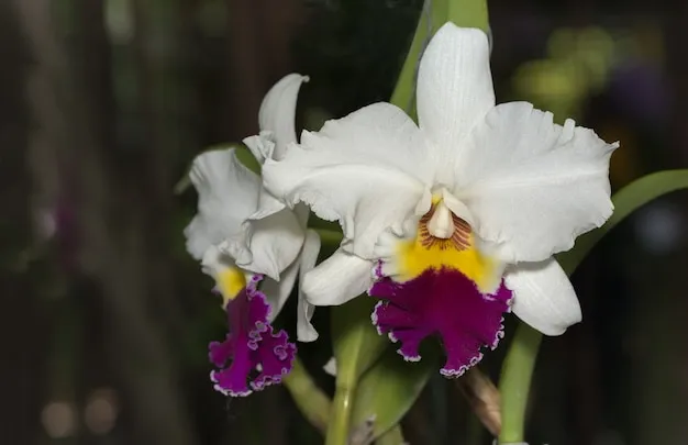 8 dicas primordiais para a Orquídea Cattleya