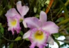 8 dicas primordiais para a Orquídea Cattleya, flor típica da floresta amazônia 8 dicas primordiais para a Orquídea Cattleya