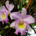 8 dicas primordiais para a Orquídea Cattleya, flor típica da floresta amazônia 8 dicas primordiais para a Orquídea Cattleya