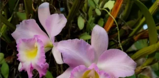 8 dicas primordiais para a Orquídea Cattleya