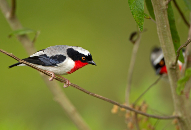 822302_9103e548e03cad72c44eaa053c104a72 Oito espécies da fauna brasileiras sob risco de extinção