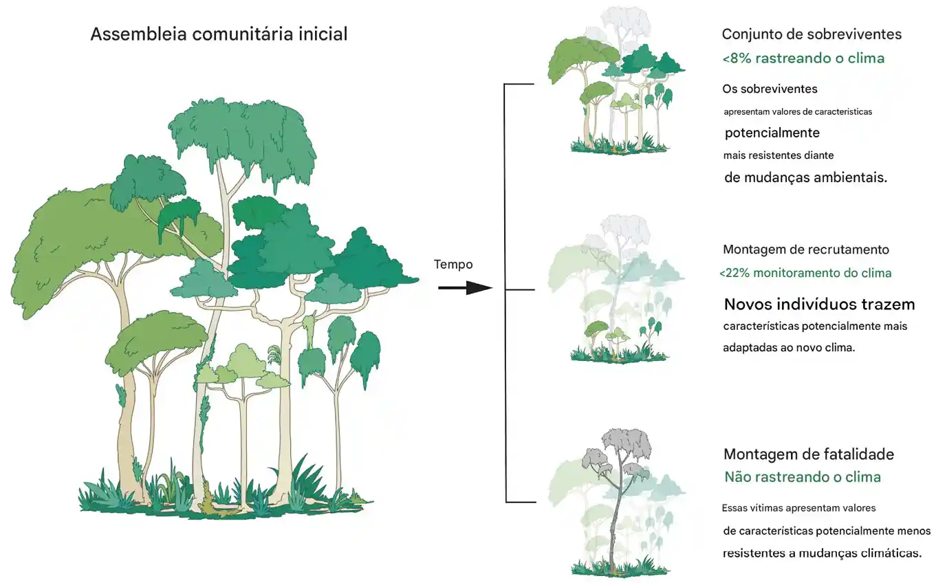 Florestas tropicais nas Américas estão lutando para acompanhar as mudanças climáticas 3 A análise demonstra que a composição da comunidade de árvores está mudando para acompanhar as mudanças climáticas, mas a composição das espécies de árvores e as propriedades funcionais das florestas tropicais americanas (e possivelmente de todas as florestas tropicais) estão cada vez mais fora de equilíbrio com o clima local. Esse desequilíbrio provavelmente aumenta a vulnerabilidade às mudanças climáticas