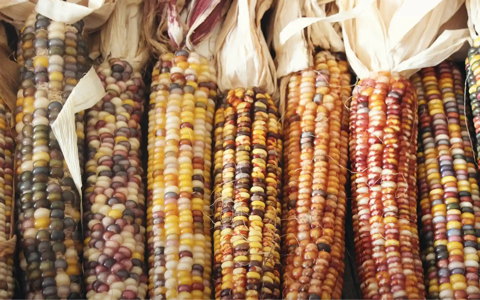 20ª Sessão da Comissão de Recursos Genéticos para a Alimentação e a Agricultura – CGRFA 3 Alimentos e nutri o est o entre os principais benef cios derivados da biodiversidade e portanto sua seguran a uma gra