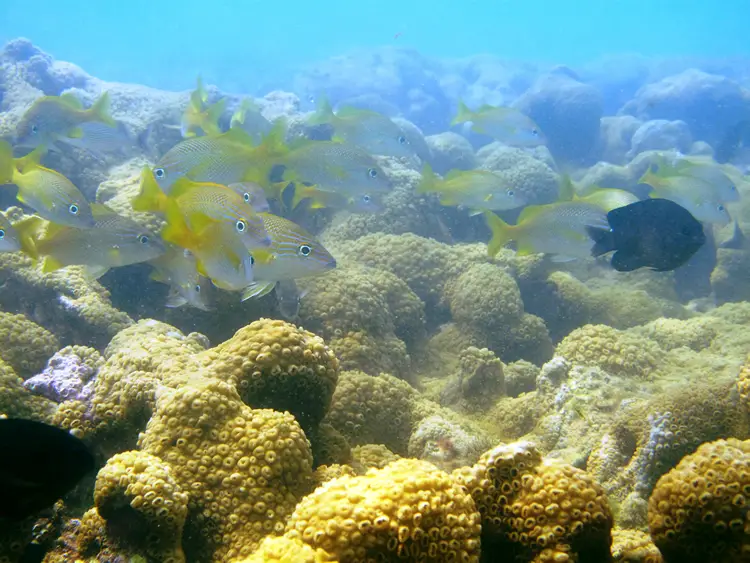 Aquarios_Naturais_Acervo_ICMbio Microplásticos contaminam áreas marinhas de proteção integral no Brasil, revela estudo