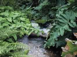 As florestas de planície mostram mudanças significativas e maiores em mais características da comunidade do que as florestas de montanha