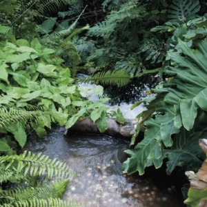 Florestas tropicais nas Américas estão lutando para acompanhar as mudanças climáticas As florestas de planície mostram mudanças significativas e maiores em mais características da comunidade do que as florestas de montanha