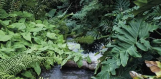 As florestas de planície mostram mudanças significativas e maiores em mais características da comunidade do que as florestas de montanha