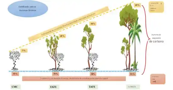 Florestas tropicais nas Américas estão lutando para acompanhar as mudanças climáticas 4 Atualmente, as florestas tropicais constituem 45% da área florestal global segundo a FAO 2020. No entanto, nos últimos tempos tem havido uma diminuição significativa, devido ao desmatamento e degradação das florestas tropicais devido à constante mudança no uso do solo