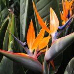 Ave-do-Paraíso (Strelitzia reginae)