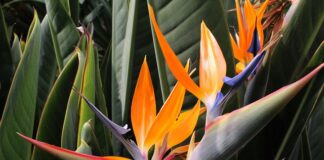Ave-do-Paraíso (Strelitzia reginae)