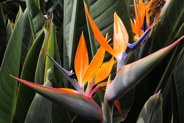 Ave-do-paraíso: não é um pássaro, e uma linda flor africana que engana os desavisados 2 Ave-do-Paraíso (Strelitzia reginae)