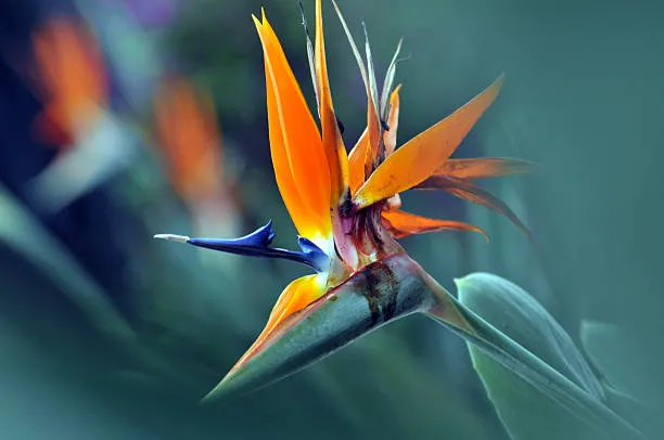 Ave-do-Paraiso-Strelitzia-reginae Ave-do-paraíso: não é um pássaro, e uma linda flor africana que engana os desavisados