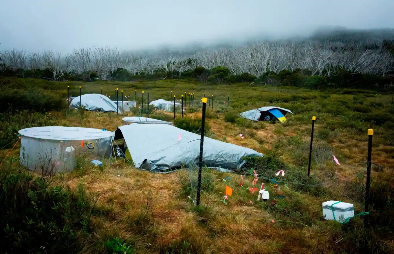 C_maras_de_ondas_de_calor_no_ Estratégias para o estresse térmico das plantas
