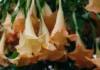 Como cuidar do Lírio Trombeta, a planta exótica de flores pendentes Como cuidar do Lírio Trombeta, a planta exótica de flores pendentes