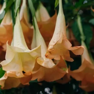 Como cuidar do Lírio Trombeta, a planta exótica de flores pendentes Como cuidar do Lírio Trombeta, a planta exótica de flores pendentes