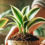 Como fazer mudas de Clorofito e propagar o verde em ambientes internos