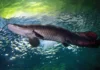 Como o pirarucu consegue respirar fora d’água e sua importância do ecossistema amazônico Como o pirarucu consegue respirar fora d'água e sua importância do ecossistema amazônico