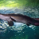 Como o pirarucu consegue respirar fora d’água e sua importância do ecossistema amazônico Como o pirarucu consegue respirar fora d'água e sua importância do ecossistema amazônico