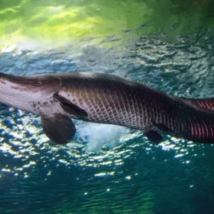 Como o pirarucu consegue respirar fora d’água e sua importância do ecossistema amazônico Como o pirarucu consegue respirar fora d'água e sua importância do ecossistema amazônico