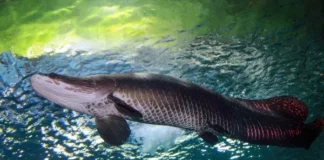 Como o pirarucu consegue respirar fora d'água e sua importância do ecossistema amazônico