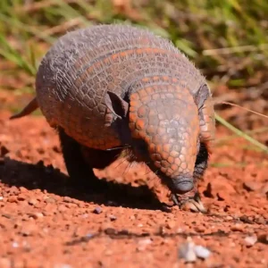 Como o tatu-canastra consegue cavar buracos enormes em poucos minutos! Como o tatu-canastra consegue cavar buracos enormes em poucos minutos!
