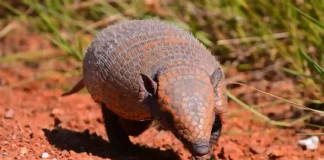Como o tatu-canastra consegue cavar buracos enormes em poucos minutos!