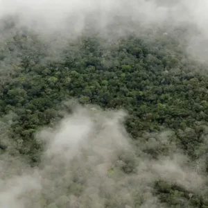 A floresta amazônica é mais resiliente do que se supõe A região amazônica sustenta precipitação mesmo se fosse completamente desmatada