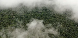 A região amazônica sustenta precipitação mesmo se fosse completamente desmatada