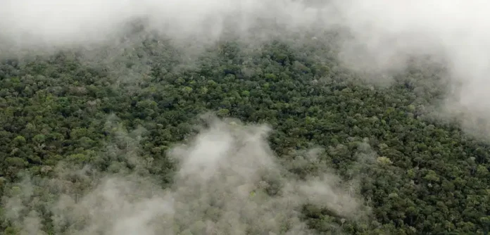A região amazônica sustenta precipitação mesmo se fosse completamente desmatada