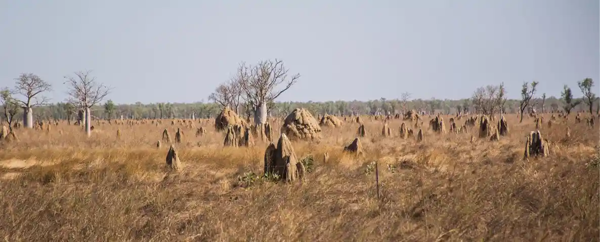 O que acontece com uma árvore que morre em uma floresta 5 Em ecossistemas como savanas australianas secas