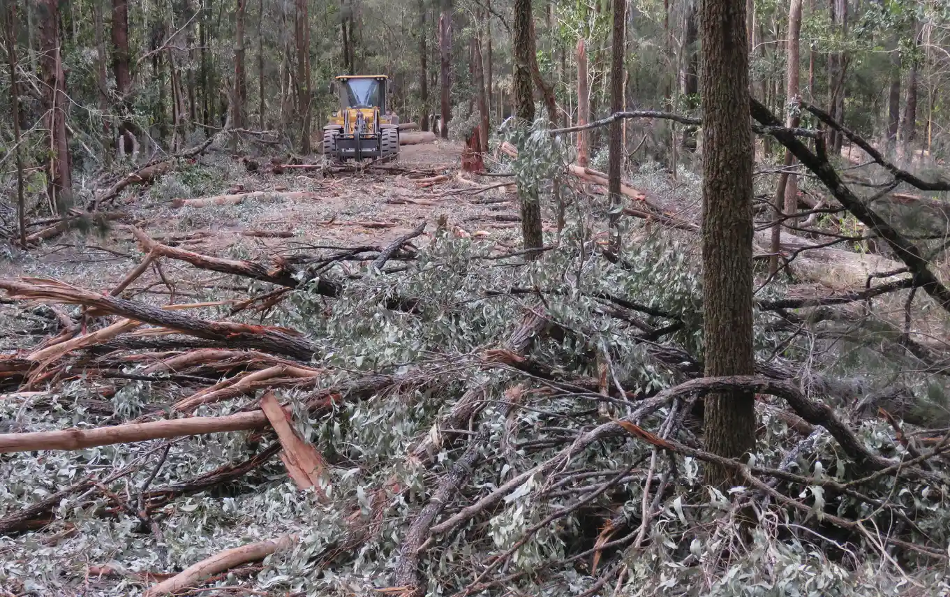 O que acontece com uma árvore que morre em uma floresta 7 Embora a maior parte do carbono da madeira morta acabe no ar parte fica presa no solo por mais de um s culo