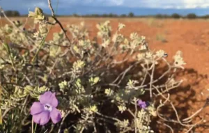 Eremophila_sp_-_f_csia_do_deserto-300x191 Deserto do Saara pode ficar até 75% mais úmido até o fim do século, aponta estudo