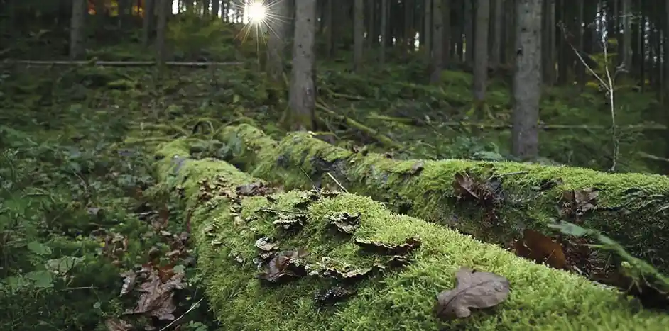 O que acontece com uma árvore que morre em uma floresta 2 Fungos dormentes dentro da árvore despertam para se banquetear com ela, acompanhados por outros que rastejam do solo