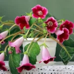 Gloxínia (Sinningia speciosa)