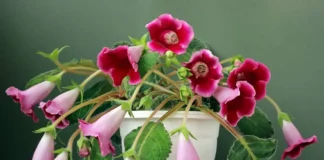 Gloxínia (Sinningia speciosa)