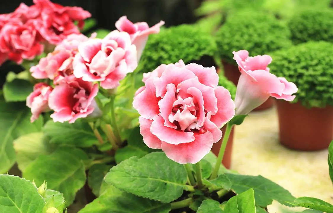 Gloxínia (Sinningia speciosa)