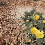 Estratégias para o estresse térmico das plantas Halimium halimifolium. Como as plantas lidam com o estresse térmico
