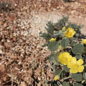 Estratégias para o estresse térmico das plantas Halimium halimifolium. Como as plantas lidam com o estresse térmico