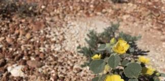 Halimium halimifolium. Como as plantas lidam com o estresse térmico